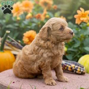 Kai, Mini Aussiedoodle Puppy