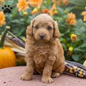 Kai, Mini Aussiedoodle Puppy