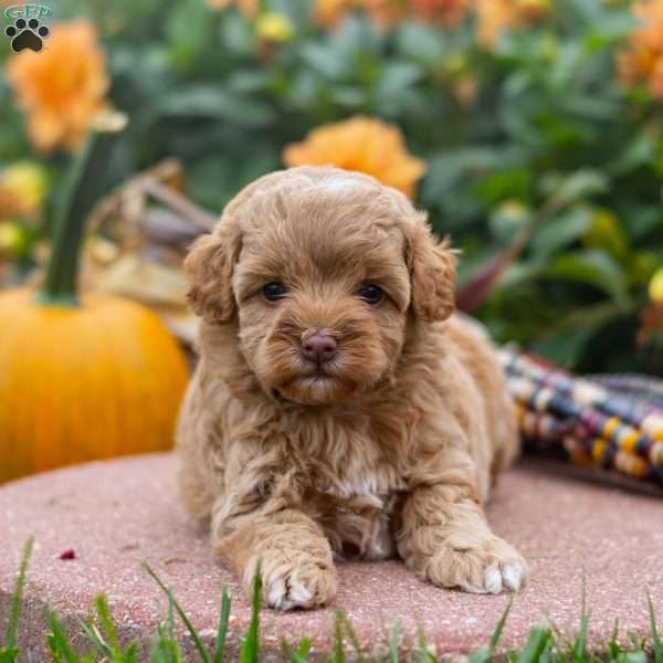 Kelsy, Mini Aussiedoodle Puppy