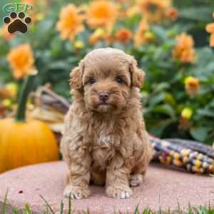 Kelsy, Mini Aussiedoodle Puppy