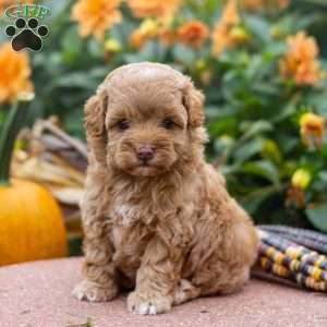 Kelsy, Mini Aussiedoodle Puppy