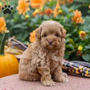 Kelsy, Mini Aussiedoodle Puppy