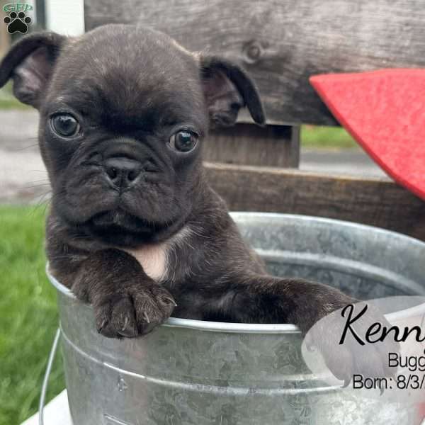 Kenny, Bugg Puppy