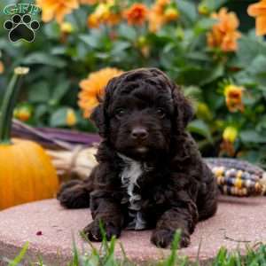 Kevin, Mini Aussiedoodle Puppy