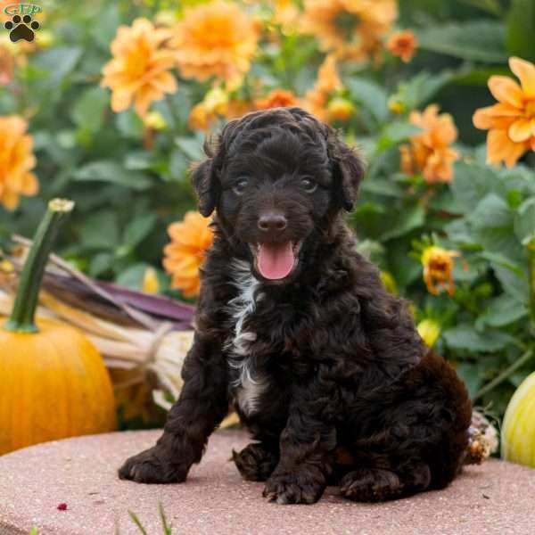 Kevin, Mini Aussiedoodle Puppy