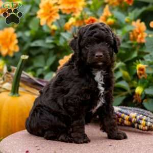 Kevin, Mini Aussiedoodle Puppy