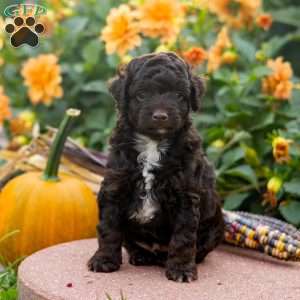 Kevin, Mini Aussiedoodle Puppy