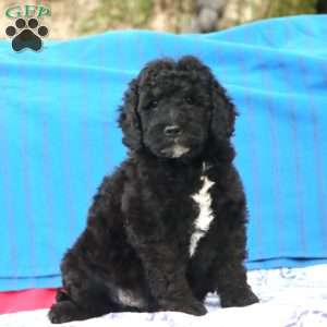 Kolby, Mini Goldendoodle Puppy