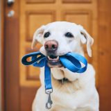 lab dog with a leash in its mouth waiting impatiently in front of a door to go out