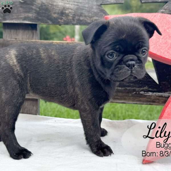 Lily, Bugg Puppy