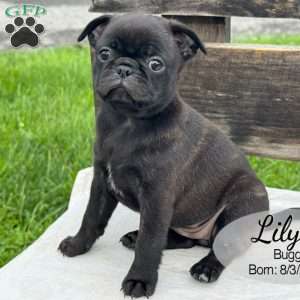 Lily, Bugg Puppy