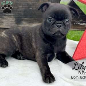 Lily, Bugg Puppy