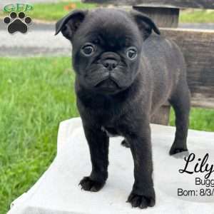 Lily, Bugg Puppy