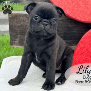 Lily, Bugg Puppy