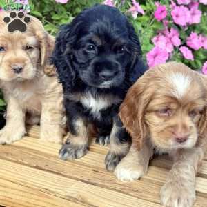 Pearl, Cocker Spaniel Puppy