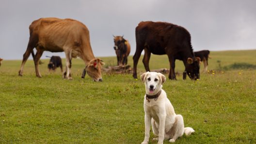 What to Know About Screwworms and Dogs