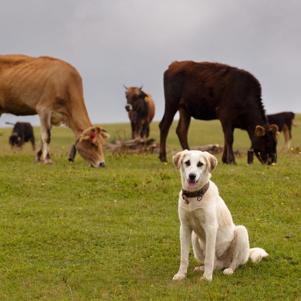 livestock guardian dog sitting in a field near cattle