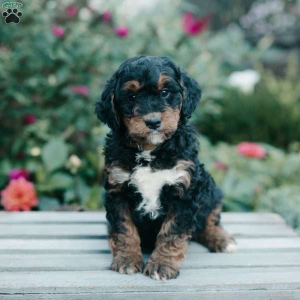Mabel, Mini Bernedoodle Puppy