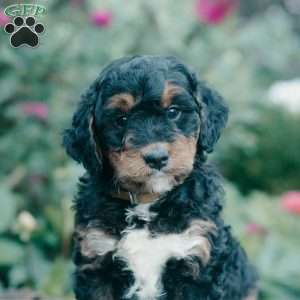 Mabel, Mini Bernedoodle Puppy