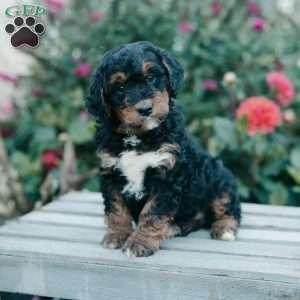 Mabel, Mini Bernedoodle Puppy