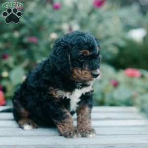 Mabel, Mini Bernedoodle Puppy