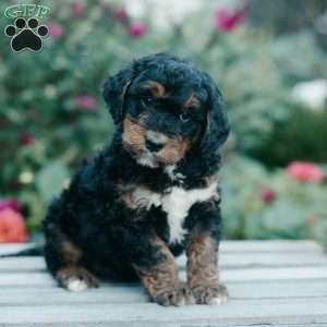 Mabel, Mini Bernedoodle Puppy