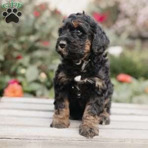 Maggie, Mini Bernedoodle Puppy