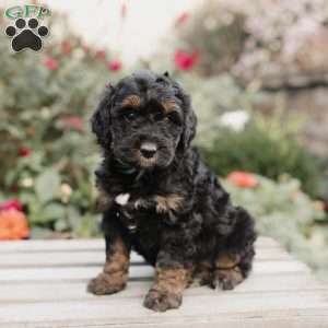 Maggie, Mini Bernedoodle Puppy