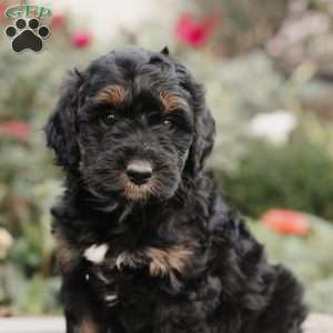 Maggie, Mini Bernedoodle Puppy