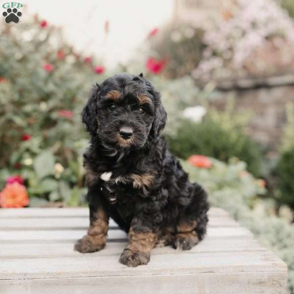 Maggie, Mini Bernedoodle Puppy