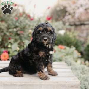 Maggie, Mini Bernedoodle Puppy