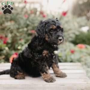 Maggie, Mini Bernedoodle Puppy