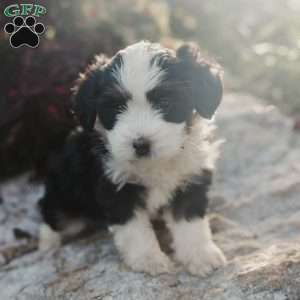 Maggie, Mini Bernedoodle Puppy