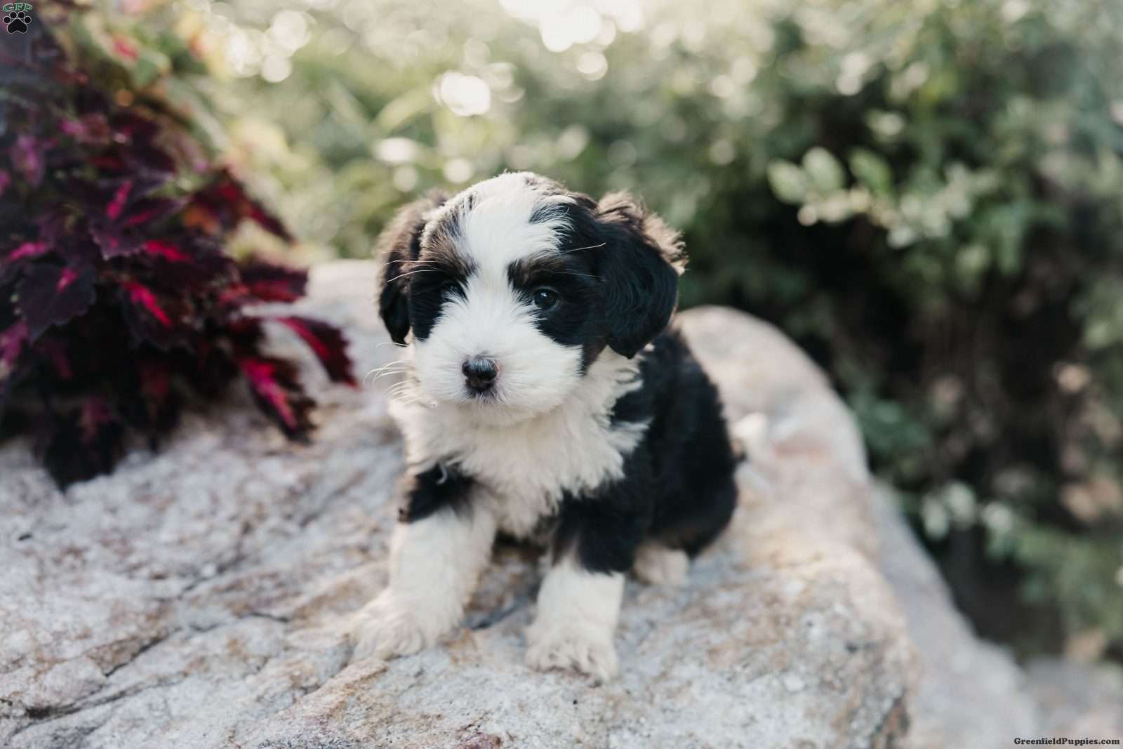 Maggie