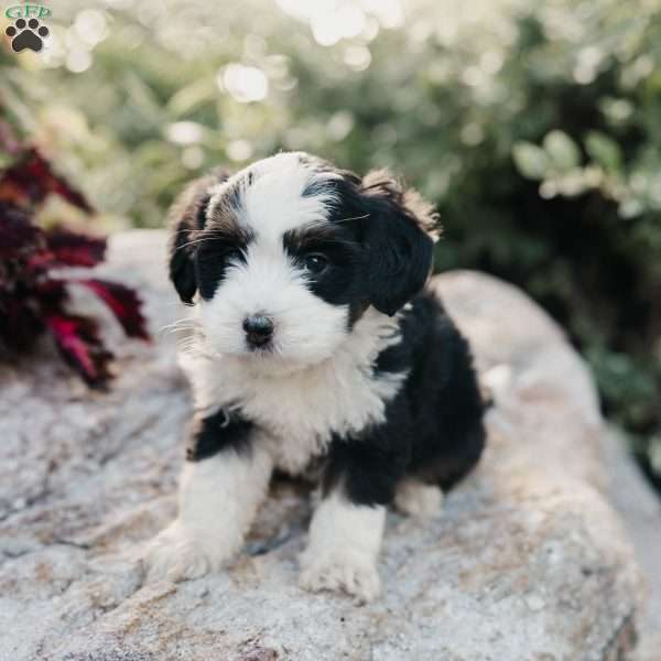 Maggie, Mini Bernedoodle Puppy