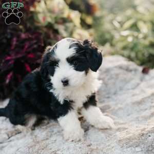 Maggie, Mini Bernedoodle Puppy