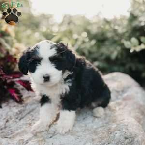 Maggie, Mini Bernedoodle Puppy