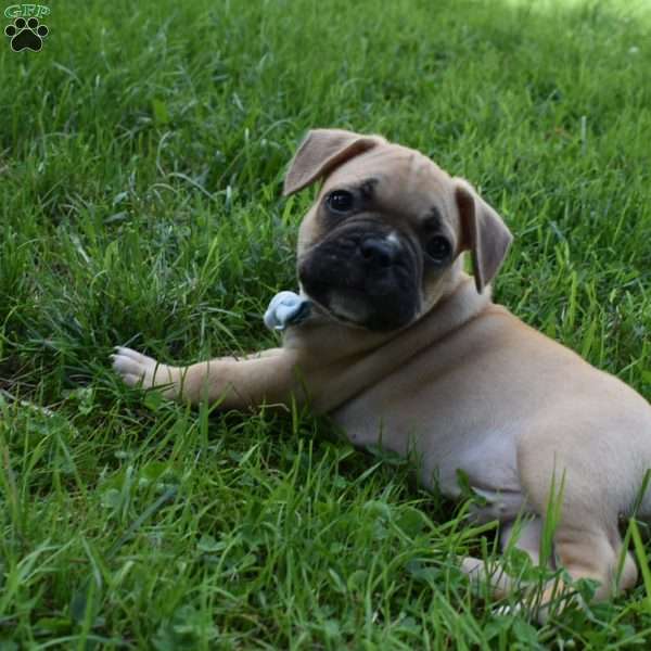 Mario, French Bulldog Mix Puppy
