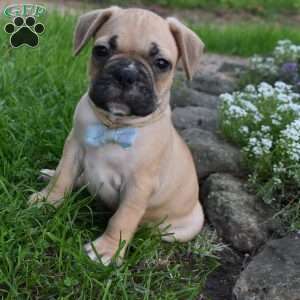 Mario, French Bulldog Mix Puppy