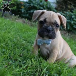 Mario, French Bulldog Mix Puppy