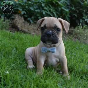 Mario, French Bulldog Mix Puppy