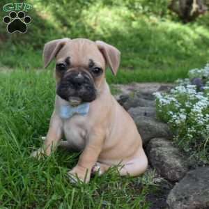 Mario, French Bulldog Mix Puppy