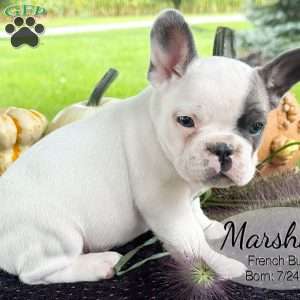 Marshall, French Bulldog Puppy