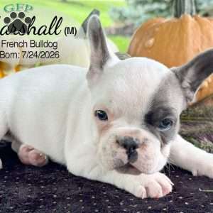 Marshall, French Bulldog Puppy