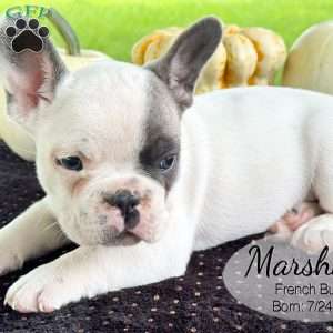 Marshall, French Bulldog Puppy