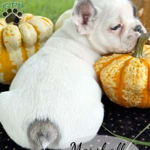 Marshall, French Bulldog Puppy