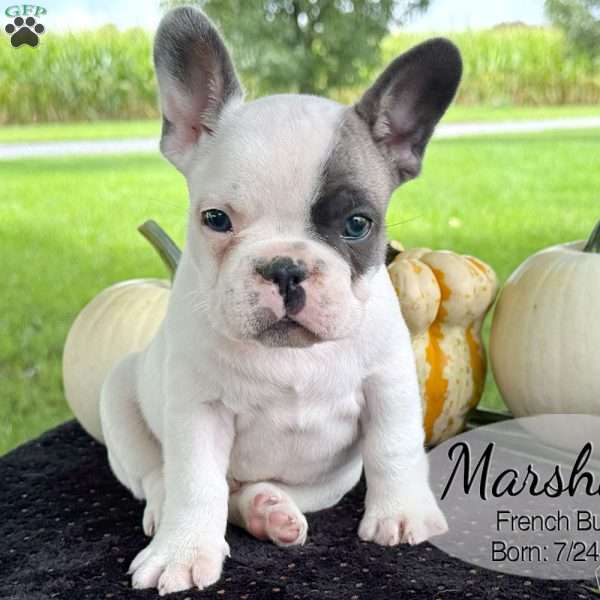 Marshall, French Bulldog Puppy