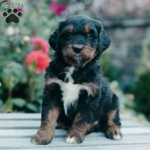 Mason, Mini Bernedoodle Puppy