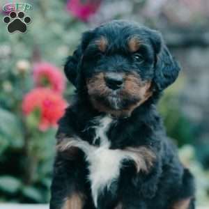 Mason, Mini Bernedoodle Puppy