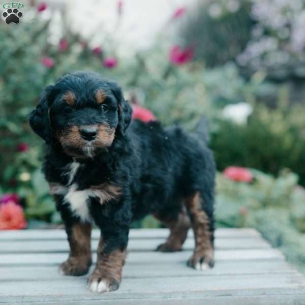 Mason, Mini Bernedoodle Puppy